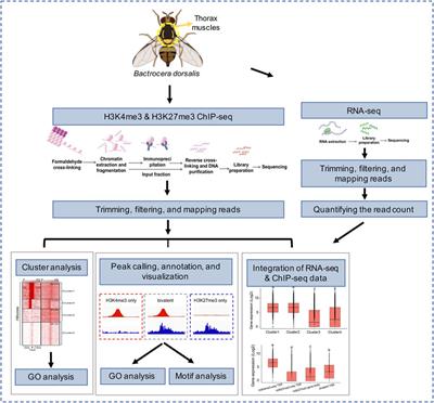 ChIP-seq profiling of H3K4me3 and H3K27me3 in an invasive insect, Bactroceradorsalis